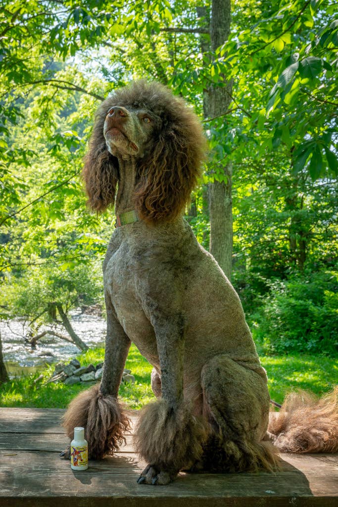 2oz Lemongrass Goat's Milk Lotion The Appalachian Goat